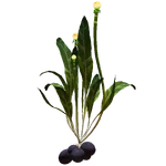 Plant de patate chinoise